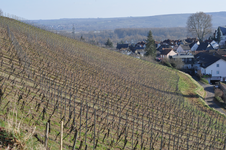 Logo Frühester Weinbau im Rheingau