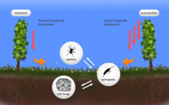 Logo Effekte reduzierter Fungizidapplikation auf die Biodiversität in Weinbergen (PIWIDiv)