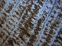 Logo WoodProtect - Modular repair and strengthening concept for wooden members with near/or ground contact under climate exposure and biological attack.