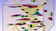 Logo Komplexe dreidimensionale biomimetische Sensor- und Organoid-Netzwerke zur Erhebung funktioneller Daten der Darmbarriere (OriDarmi)