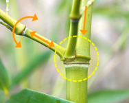 Logo BambooJoint - Future trends in connection design with biomaterials for structural applications and building constructions