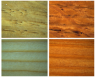 Logo WoodAgeing - Environmental and aging impact on the degradation of wood species