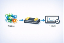 Logo Elektrische Biosensoren für die kontinuierliche Messung von Protease-Biomarkern (ION-MAP)