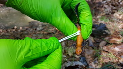 Probenahme von Hautabstrichen an einem Bergmolch-Männchen (Foto: Norman Wagner)