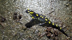 Feuersalamander vom Watzbach bei Brandscheid, Rheinland-Pfalz (Foto: Norman Wagner)