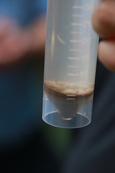 Netzsammlerprobe mit Tieren