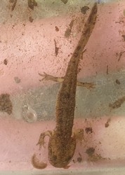 Feuersalamander-Larve