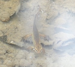 Fadenmolch-Männchen