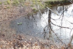 Massenlaichplatz des Grasfrosches