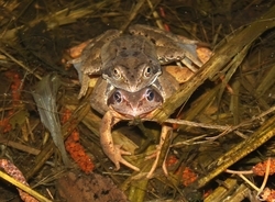 Paar des Grasfrosches (Rana temporaria) im Amplexus. Diese Anurenart kommt häufig in der Kulturlandschaft vor und besitzt daher ein erhöhtes Risiko gegenüber Agrochemikalien exponiert zu werden. Foto: Dr. Ulrich Schulte 
