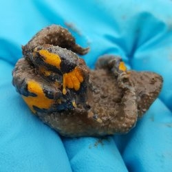 Gelbbauchunke in Kahnstellung ("Unkenreflex")