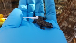 Probenahme an einem Bergmolch-Weibchen