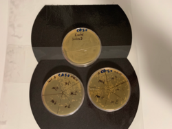 Ergebnis und Auswertung der Inaktivierung