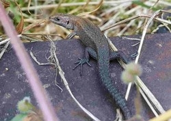 Waldeidechsen-Männchen auf stillgelegter Bahnstrecke