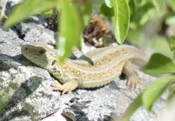 Junge Zauneidechse sonnt sich im Orchideengebiet