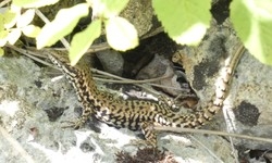 Mauereidechsen-Männchen in einem ehemaligen Steinbruch